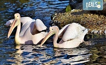 Еднодневна екскурзкия до Керкини, езерото на пеликани и фламинго с транспорт от Неврокоп Травел
