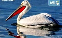 Еднодневна екскурзкия до Керкини, езерото на пеликани и фламинго с транспорт от Неврокоп Травел