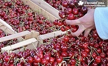 Празник на черешата в Кюстендил + посещение на Земенския манастир и Кадин мост - еднодневна екскурзия за 32.50 лв.