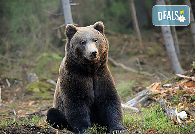Еднодневна екскурзия на 20.04. до Белица с посещение на парка за танцуващи мечки и Добърско! Транспорт и водач от агенция Поход!