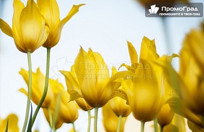 Екскурзия до фестивала на лалето в Истанбул и Одрин, 5 дни