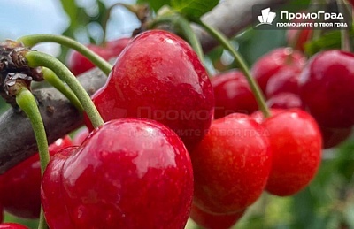 Фестивал на черешата в Текирдаг с посещение на Чорлу и Силиври - настаняване в хотел Ramada 5*