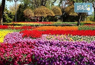 Фестивал на лалетата в Истанбул - цвят и красота