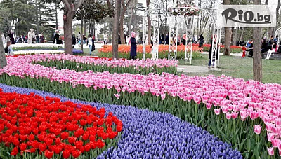 Фестивал на лалето в Истанбул, с 2 нощувки в хотел и круиз по Босфора