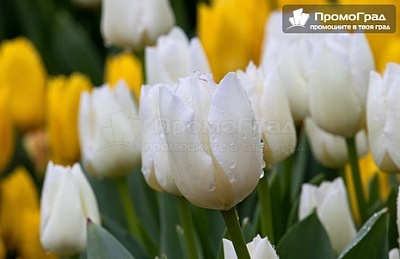 Фестивал на лалето в Истанбул и Одрин: Екскурзия с 2 нощувки в хотел 4*