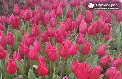 Фестивал на лалето в Истанбул с посещение на Одрин, 4 дни със закуски