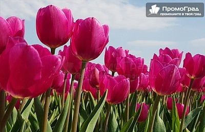 Фестивал на лалето в Истанбул с престой в хотел Golden hill Soroso 4*