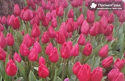 До Истанбул и Лозенград (4 дни/2 нощувки със закуски в хотел 3*) за 175 лв., тръгване от Варна и Бургас
