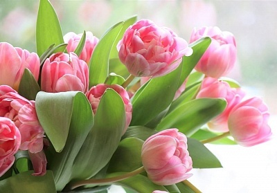 8-ми март в Охрид, Северна Македония: Транспорт и настаняване със закуска и вечеря