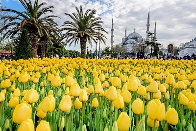 Посетете приказния Фестивал на лалетата в Истанбул през април! 2 нощувки със закуски в хотел 3*, транспорт и посещение на църквата Свети Стефан!