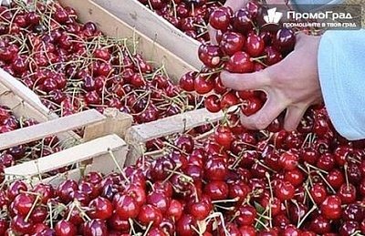 Празник на черешата в Кюстендил + посещение на Земенския манастир и Кадин мост - еднодневна екскурзия за 32.50 лв.