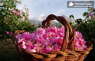 Празник на розата: еднодневна екскурзия до Стрелча с минерални бани