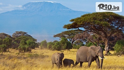 Разходка до Кения! 6 нощувки, 6 закуски, 5 обяда, 6 вечери в хотели 4/5*, двупосочни самолетни билети, летищни такси, трансфери и сафари, от Никона Травел